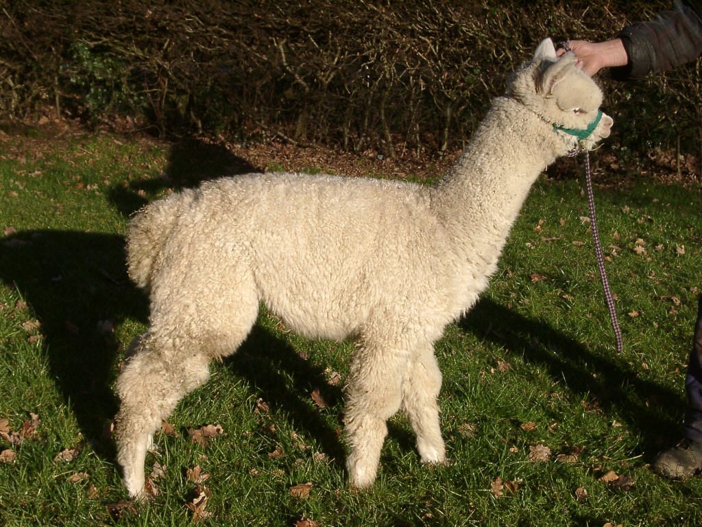 Lajolie mit sieben Monaten