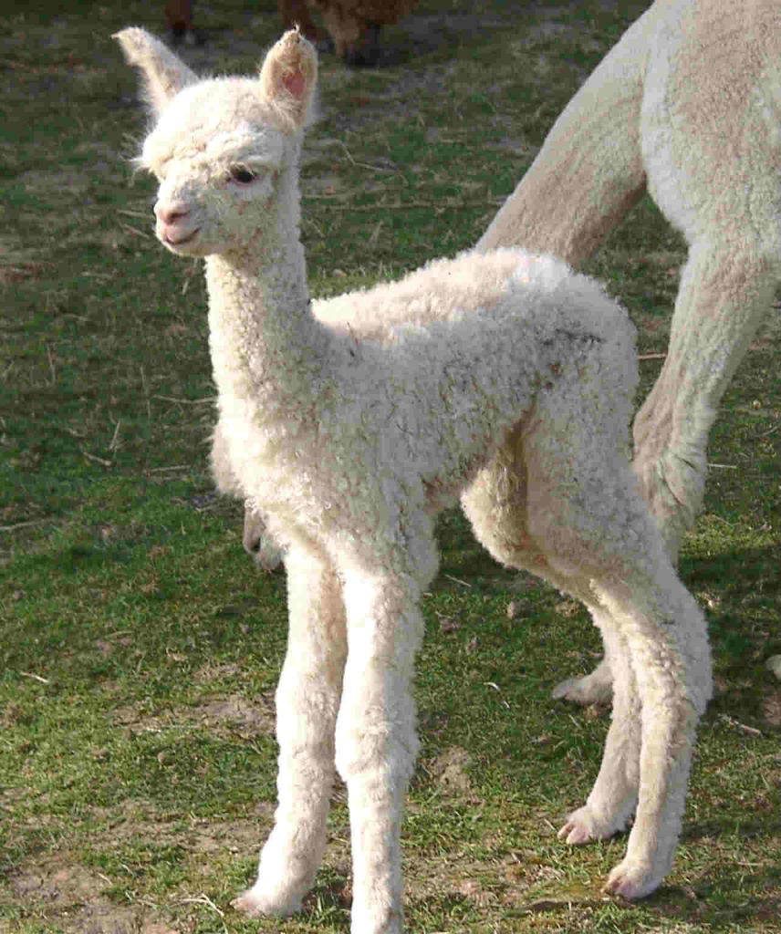 Lajolie als Fohlen, Tochter von Little-Kay