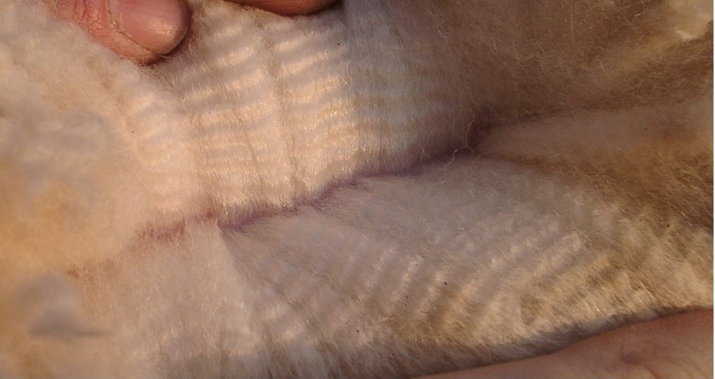 Vlies von Lajolie – dichte Bewollung mit feiner Faser
