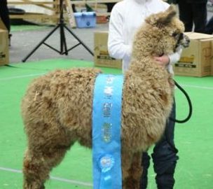 Mochito vom Oberberg Harlequin Appaloosa – letzte Saison