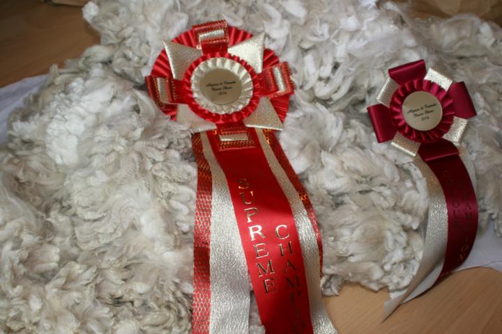 Schweden 2016 – Supreme-Champion
