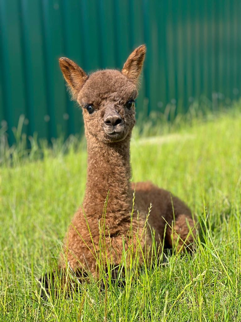 Alpaka von Harmony Alpacas (Lena & Manuel Staub) - Vater Kryptonite