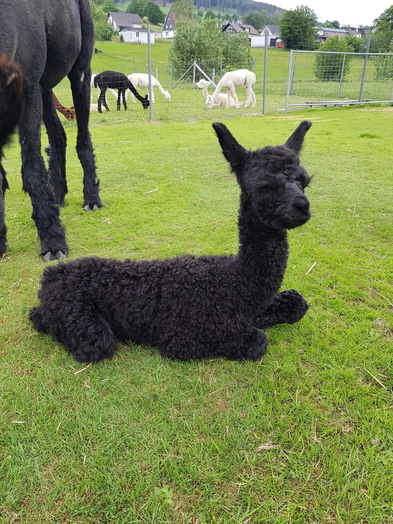 Bella, Alpaka von Alpakaranch Dörnbach