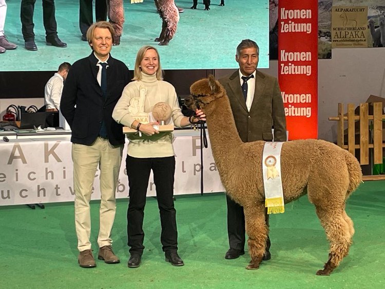 Alpaka von Alpaca Flanders (Vater Kryptonite), Grand Champion WAC 2024