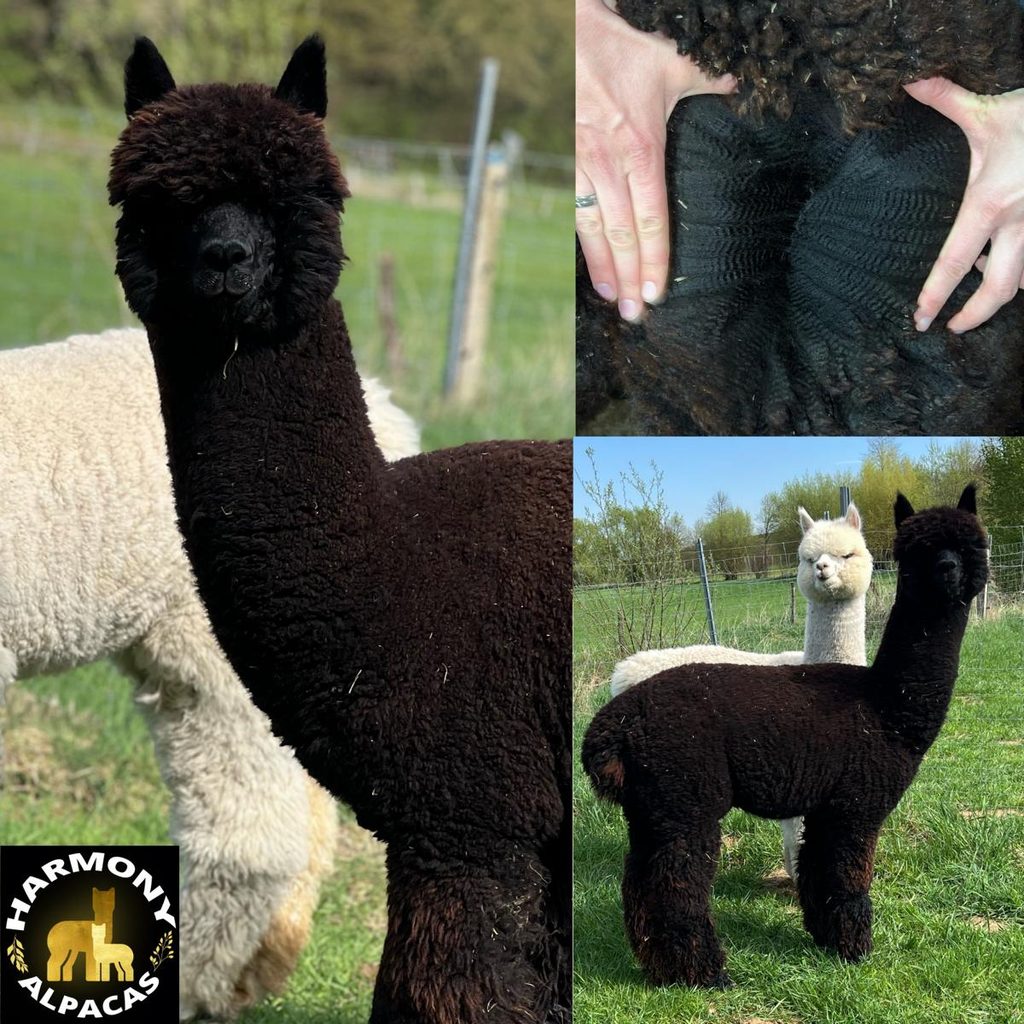 Harmony´s Black Temptation, Alpaka von Harmony Alpacas (Lena und Manuel Staub), Vater Flanders Kryptonite, Mutter Desert Tiara vom Oberberg (im Besitz von Harmony Alpacas)