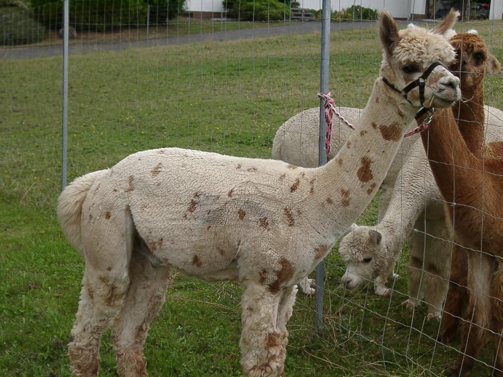 Geschecktes Appaloosa-Alpaka am Weidezaun