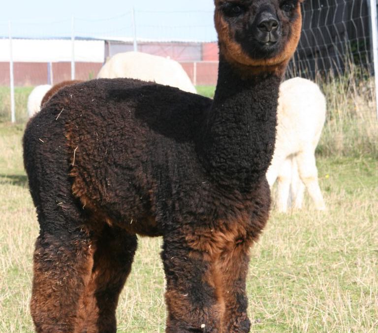 Titus´ Tango Argentino