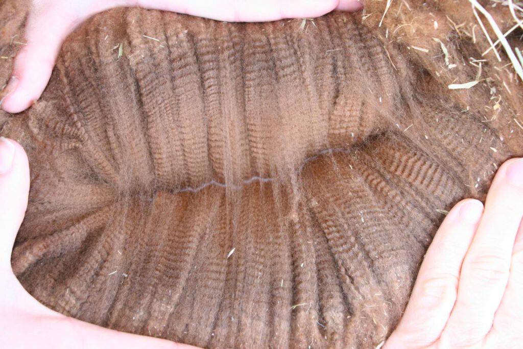 Die Crimp-Struktur seines Vlieses aus der Nähe