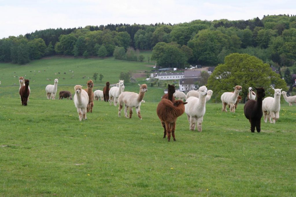 Gruppe von Stuten auf der Weide