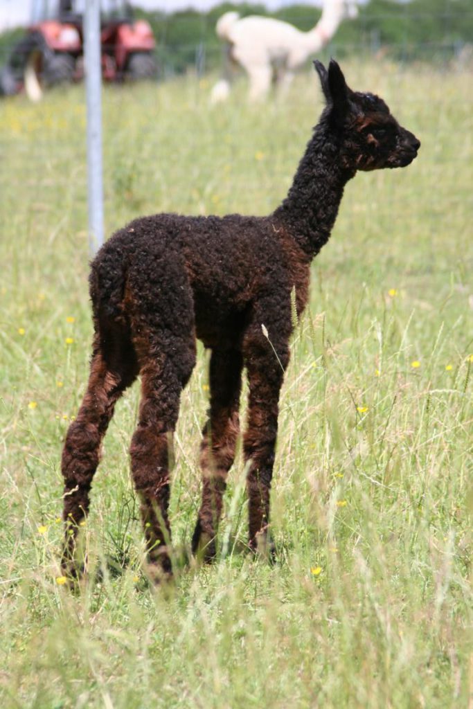 Titus´ Tango Argentino, Alpaka vom Alpakazuchthof Oberberg