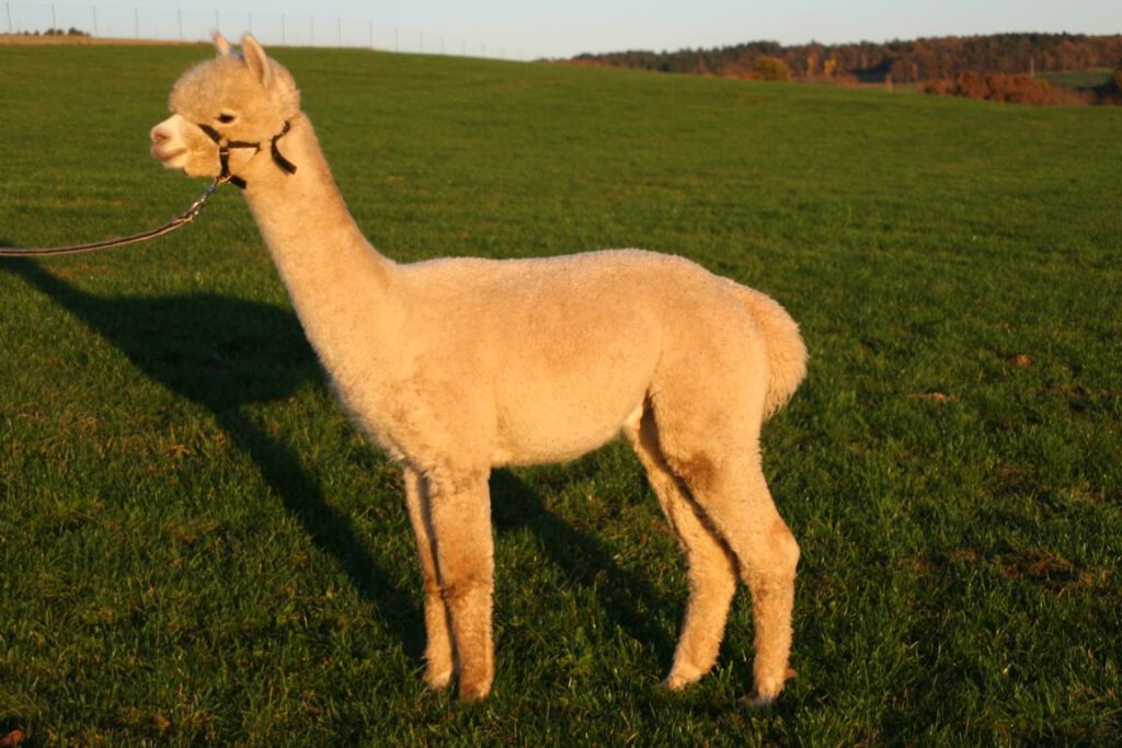 Der Appaloosa-Hengst Ringwood Umberto im Profil auf der Weide