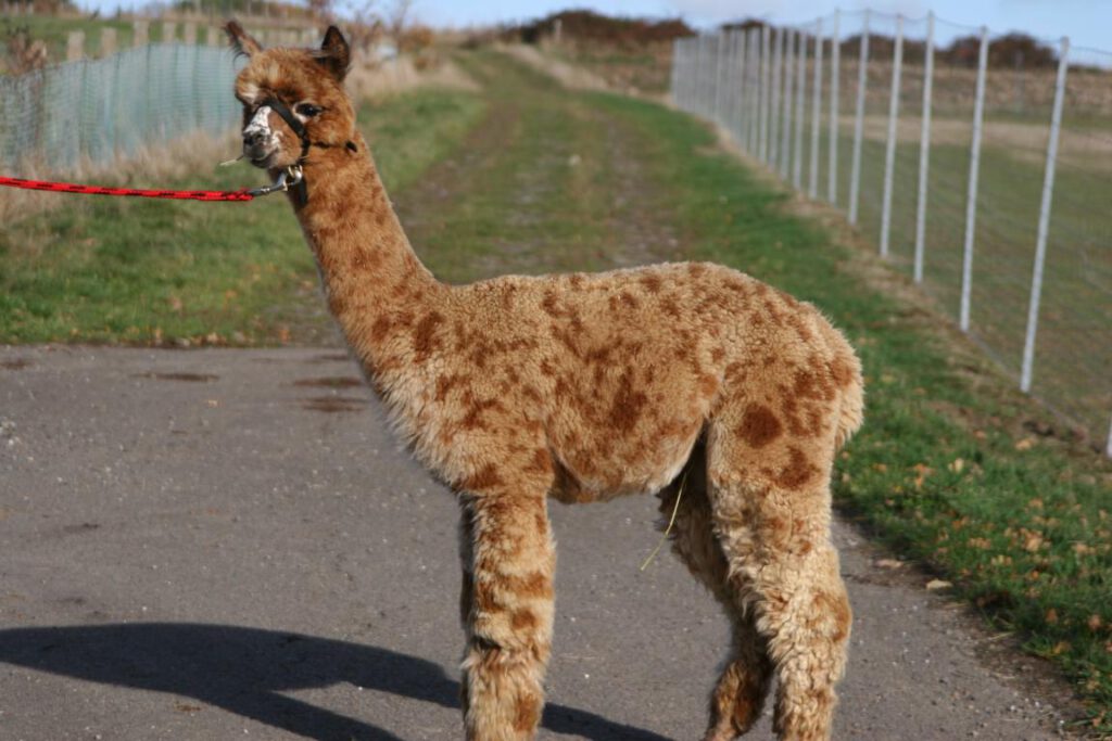 Geschecktes Appaloosa-Alpaka auf dem Hofweg