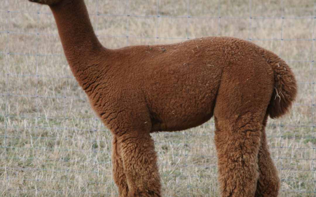 Grand Archie (Timbertop Grand Slam-Sohn)