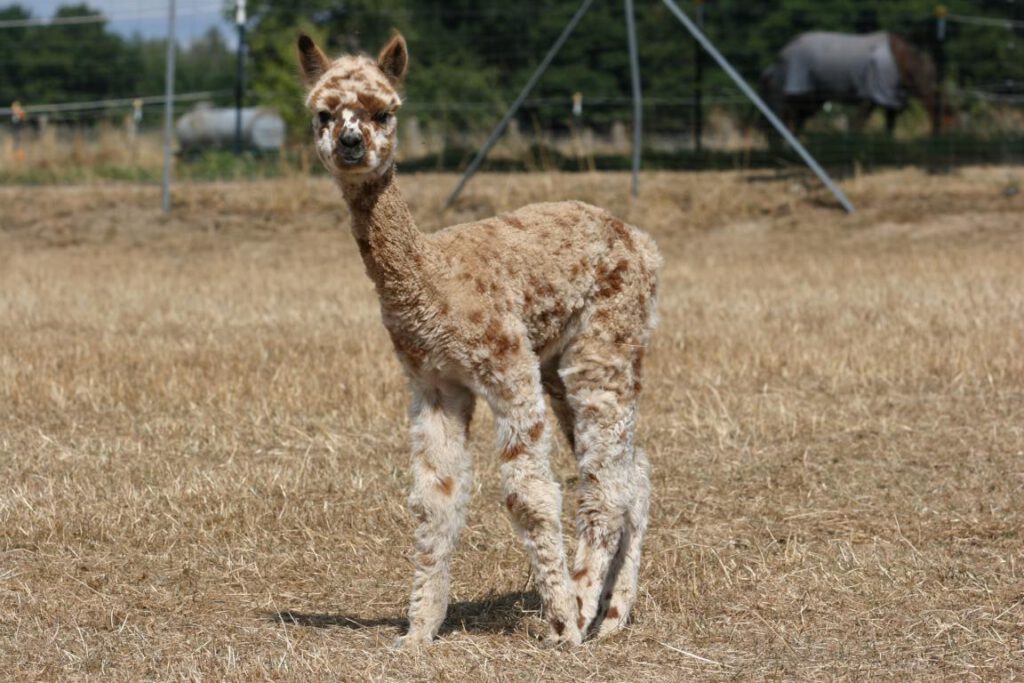 Appaloosa Alpaka