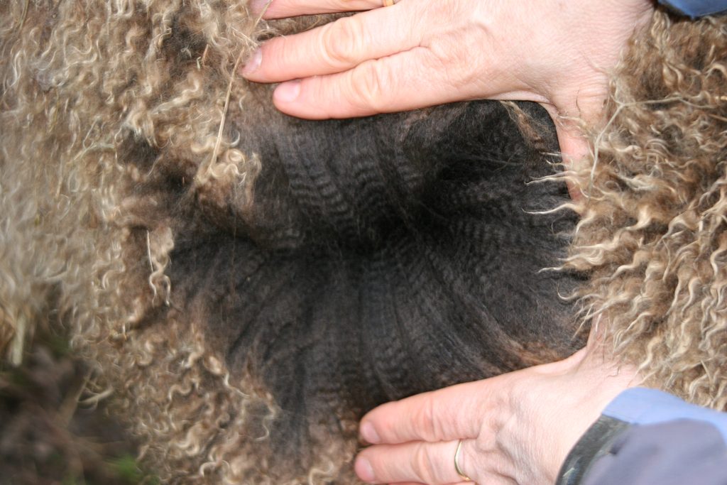 Vlies v. Tiger Lilly, Alpaka von Ringwood Alpacas