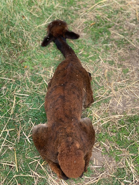 Umbria, Alpaka von Ringwood Alpacas