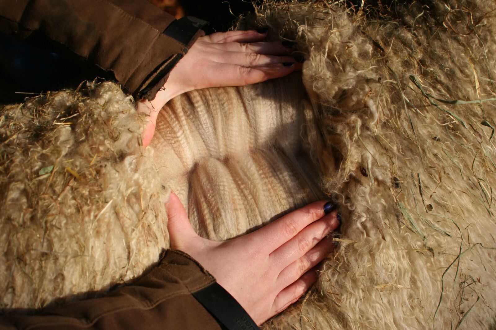 Caitana – Fohlenvlies