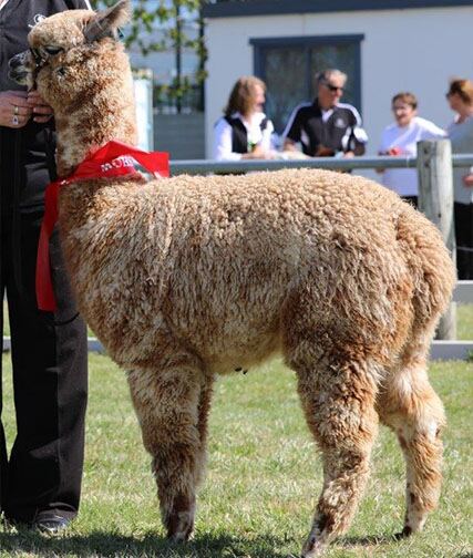 NZ Summerhill Leopard Destiny