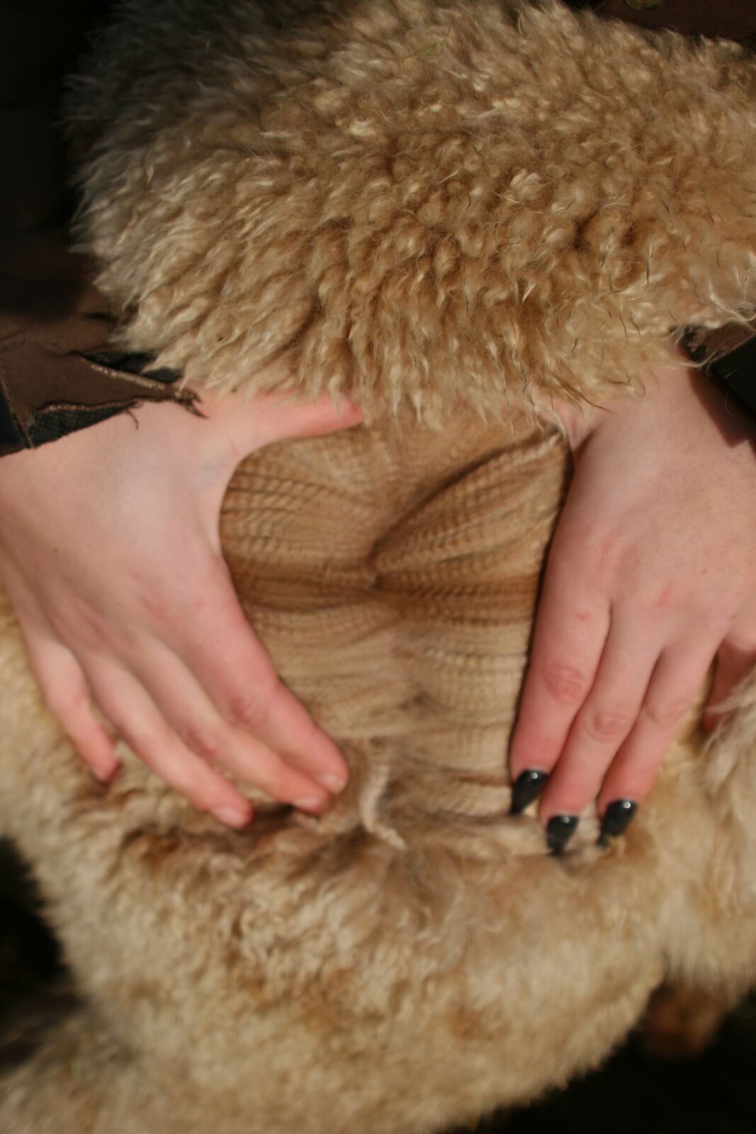 Fanny – Fohlenvlies