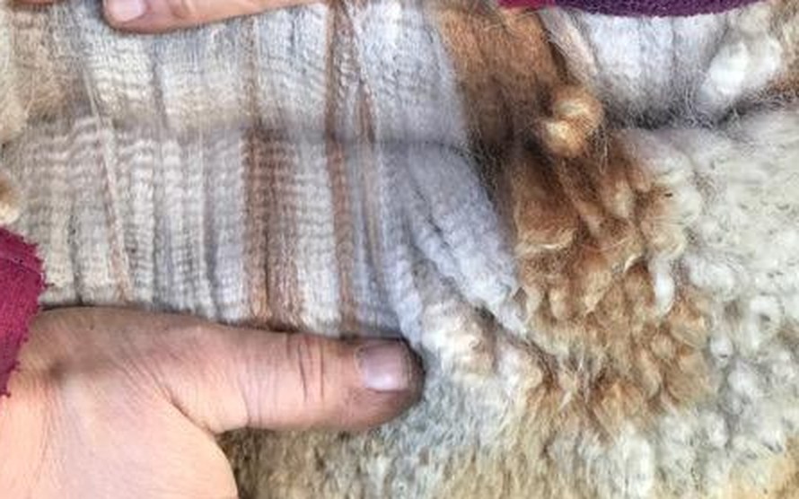 Hände öffnen ein Alpakavlies – helle und braune Faser nebeneinander