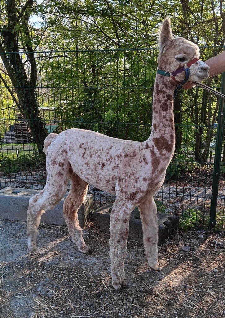 Fiora, Alpaka vom Alpakazuchthof Oberberg