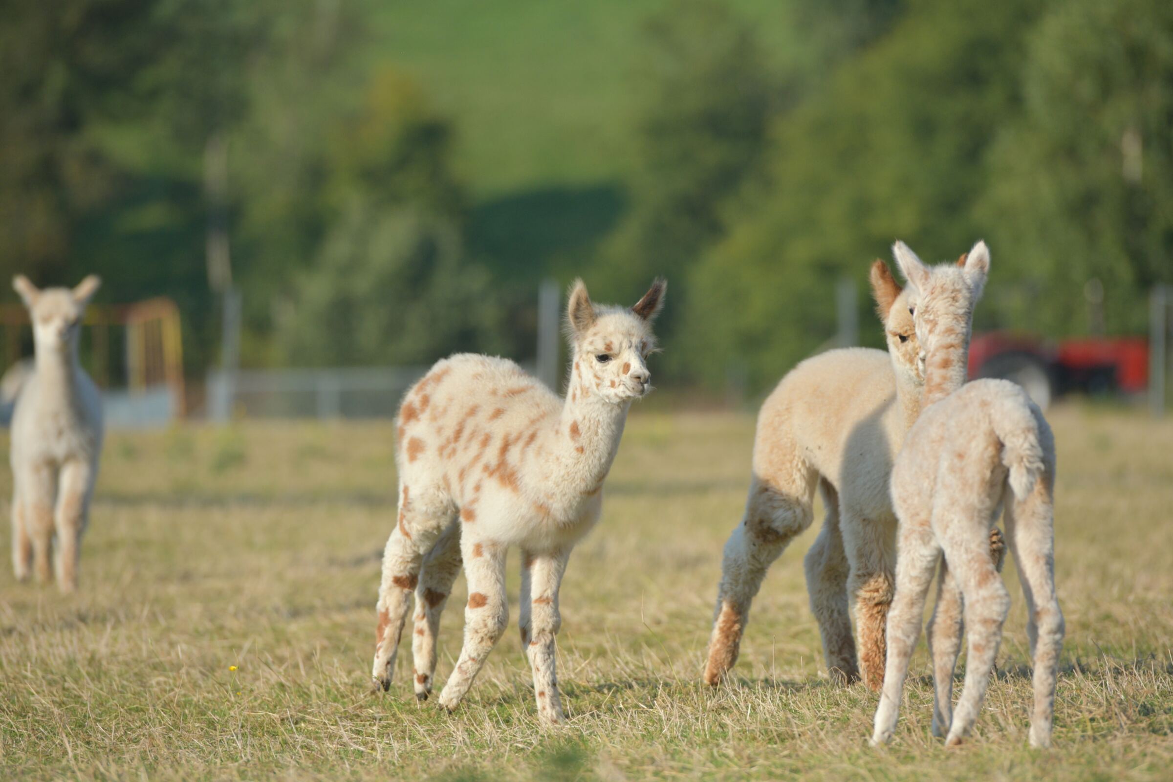Vier junge Alpakas auf der Sommerweide, dahinter die bergische Hügellandschaft
