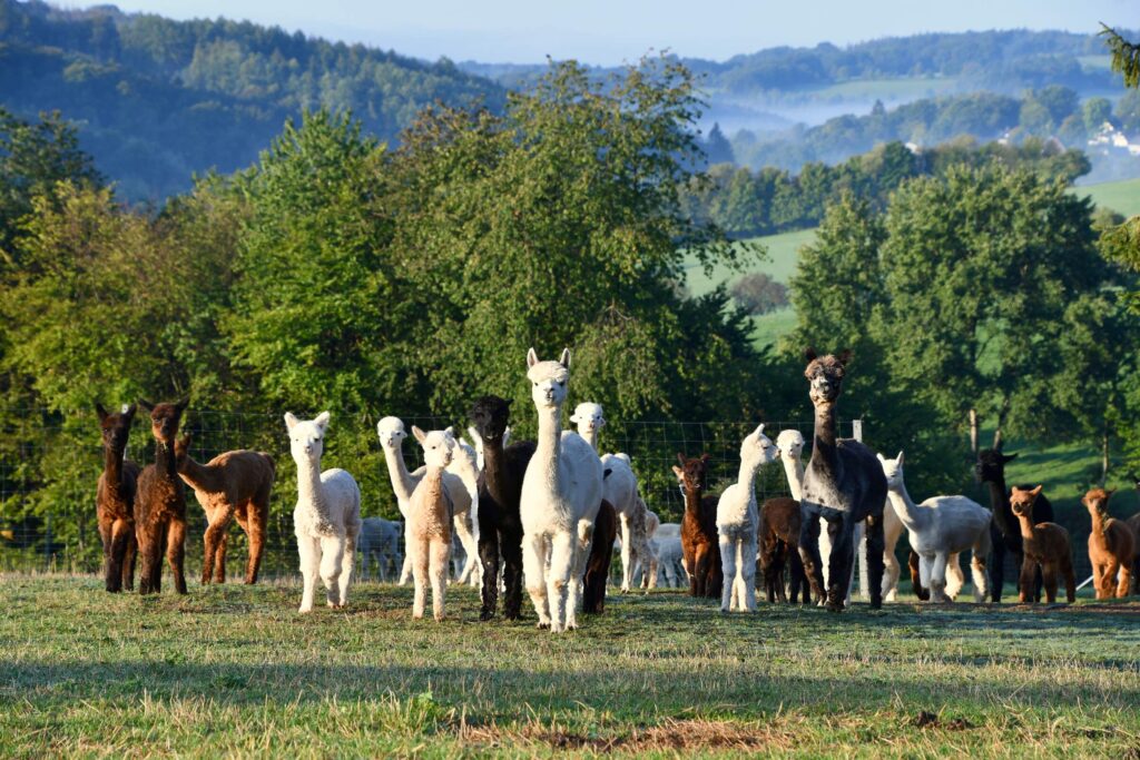Die Alpakaherde vor der bergischen Landschaft