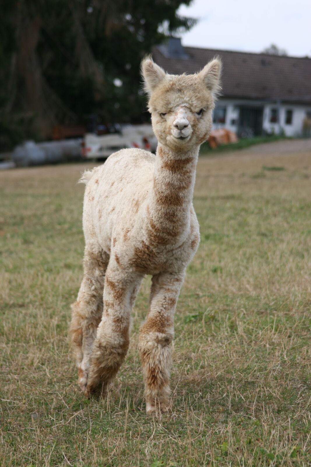 Appaloosa Kiwi