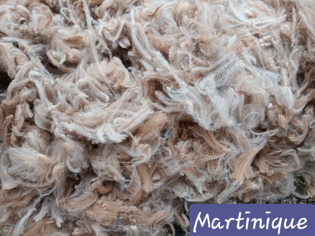Martinique – Vlies