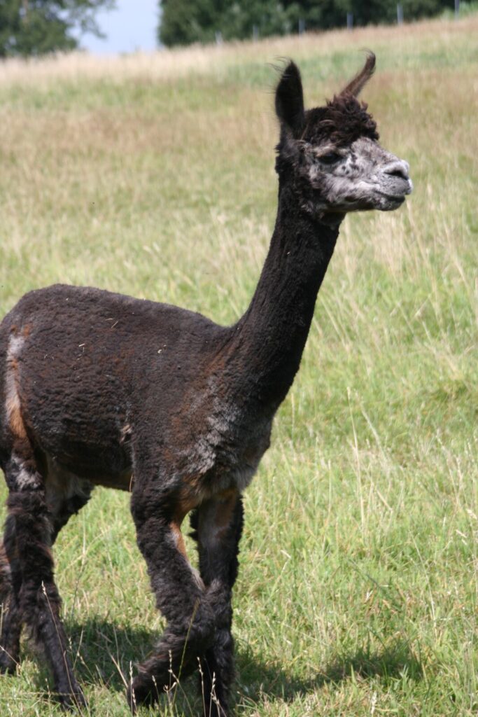 Mata Hari, Alpaka vom Alpakazuchthof Oberberg