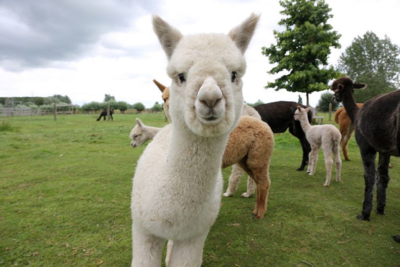 River, Alpaka von Ringwood Alpacas