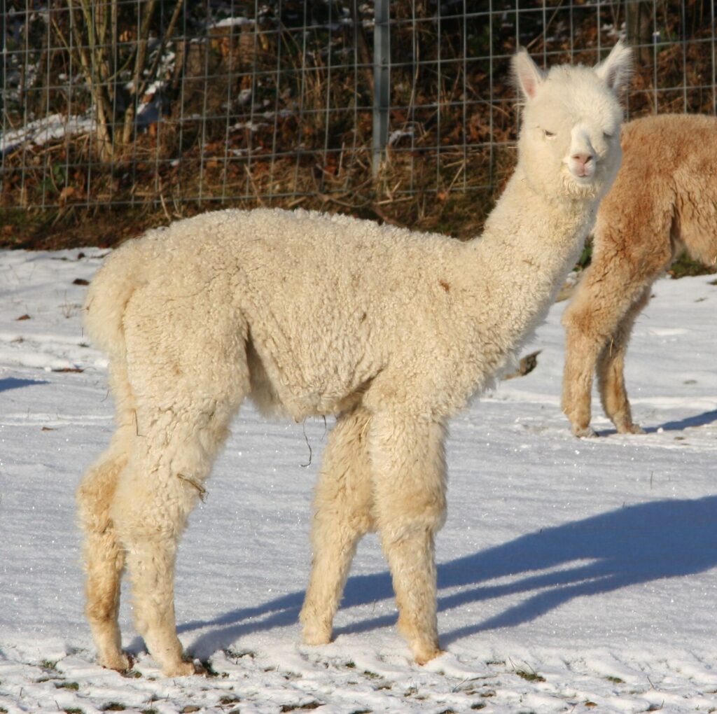 Sam, Alpaka vom Alpakazuchthof Oberberg