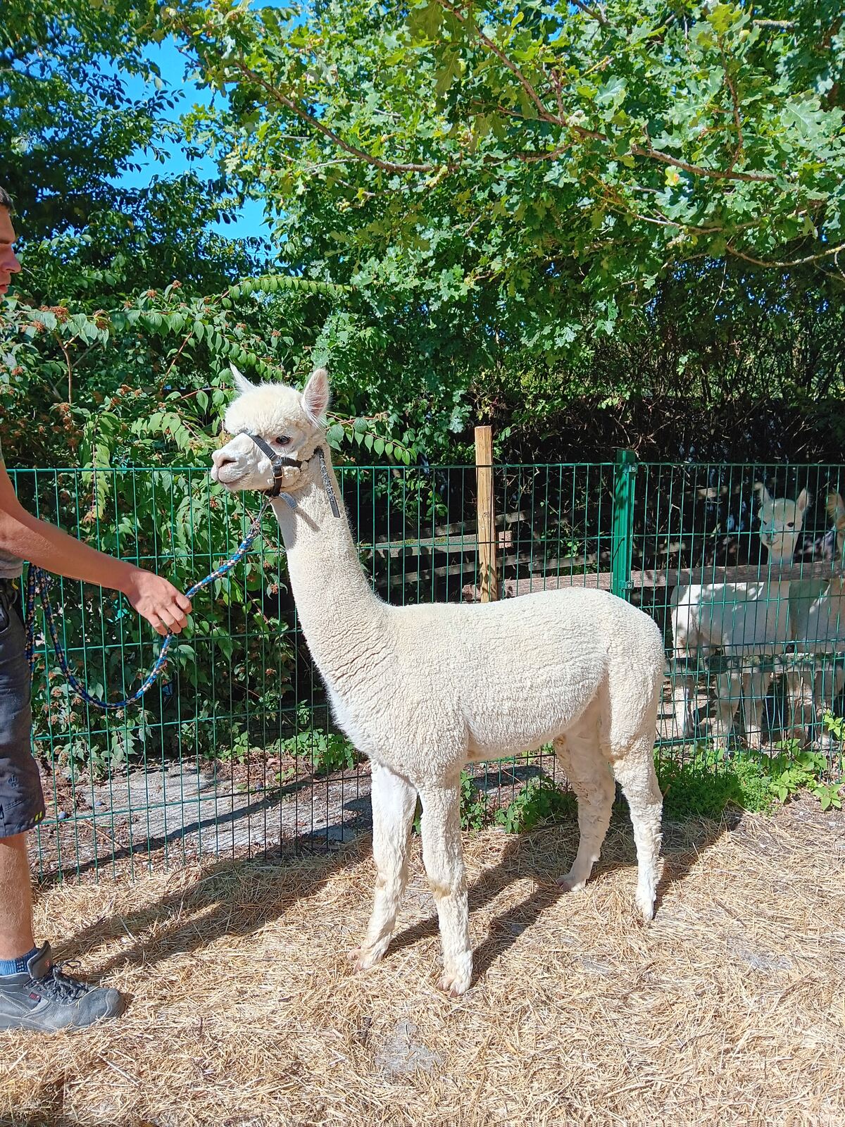 Sandman, Alpaka vom Alpakazuchthof Oberberg