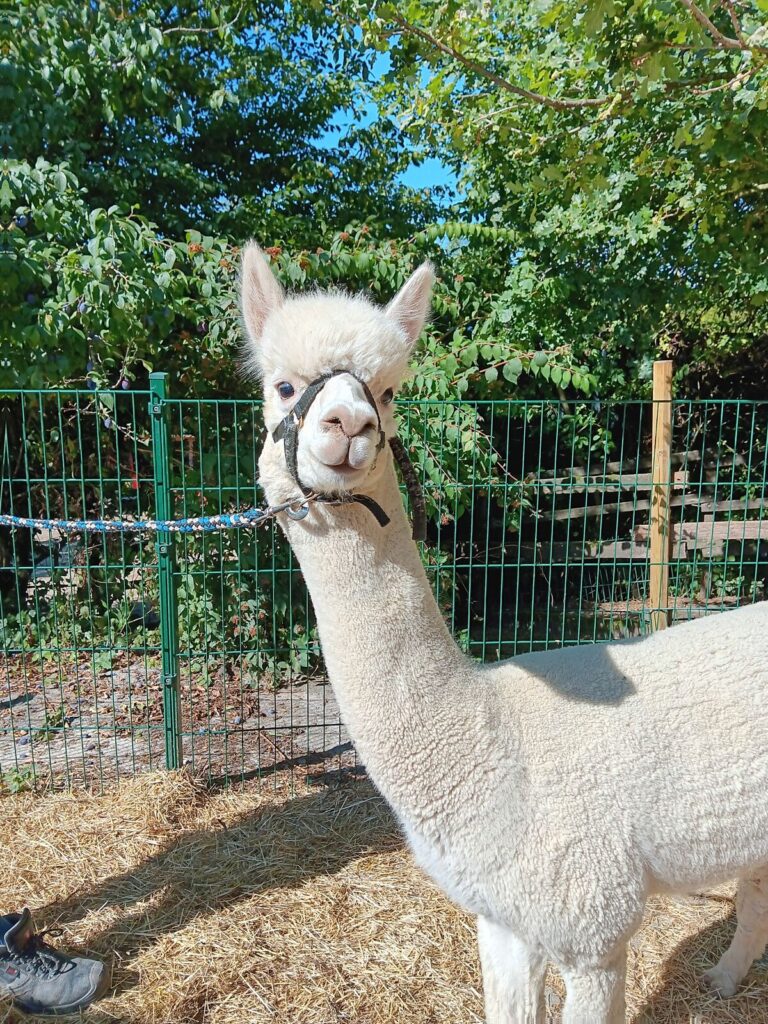 Sandman, Alpaka vom Alpakazuchthof Oberberg