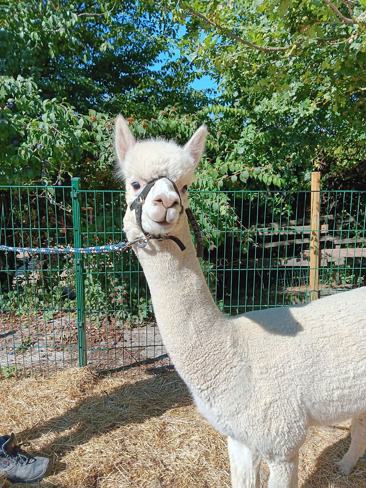 Sandman, Alpaka vom Alpakazuchthof Oberberg