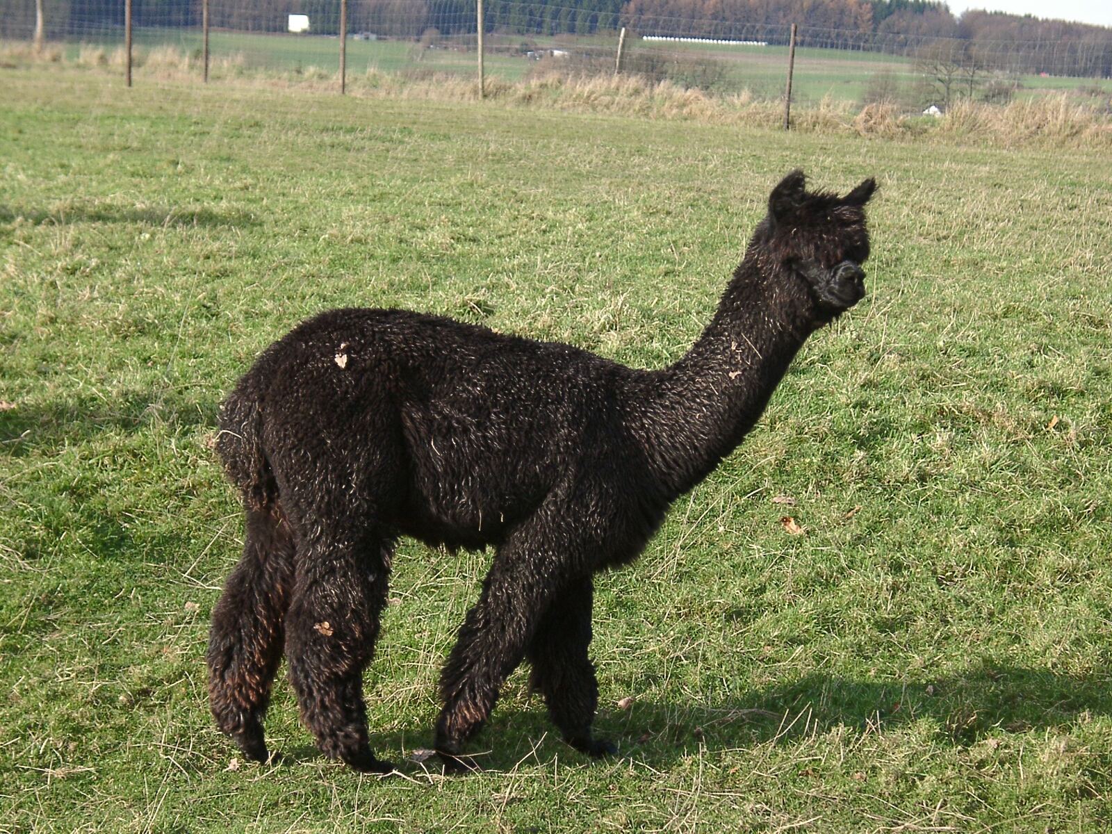Saphira vom Oberberg