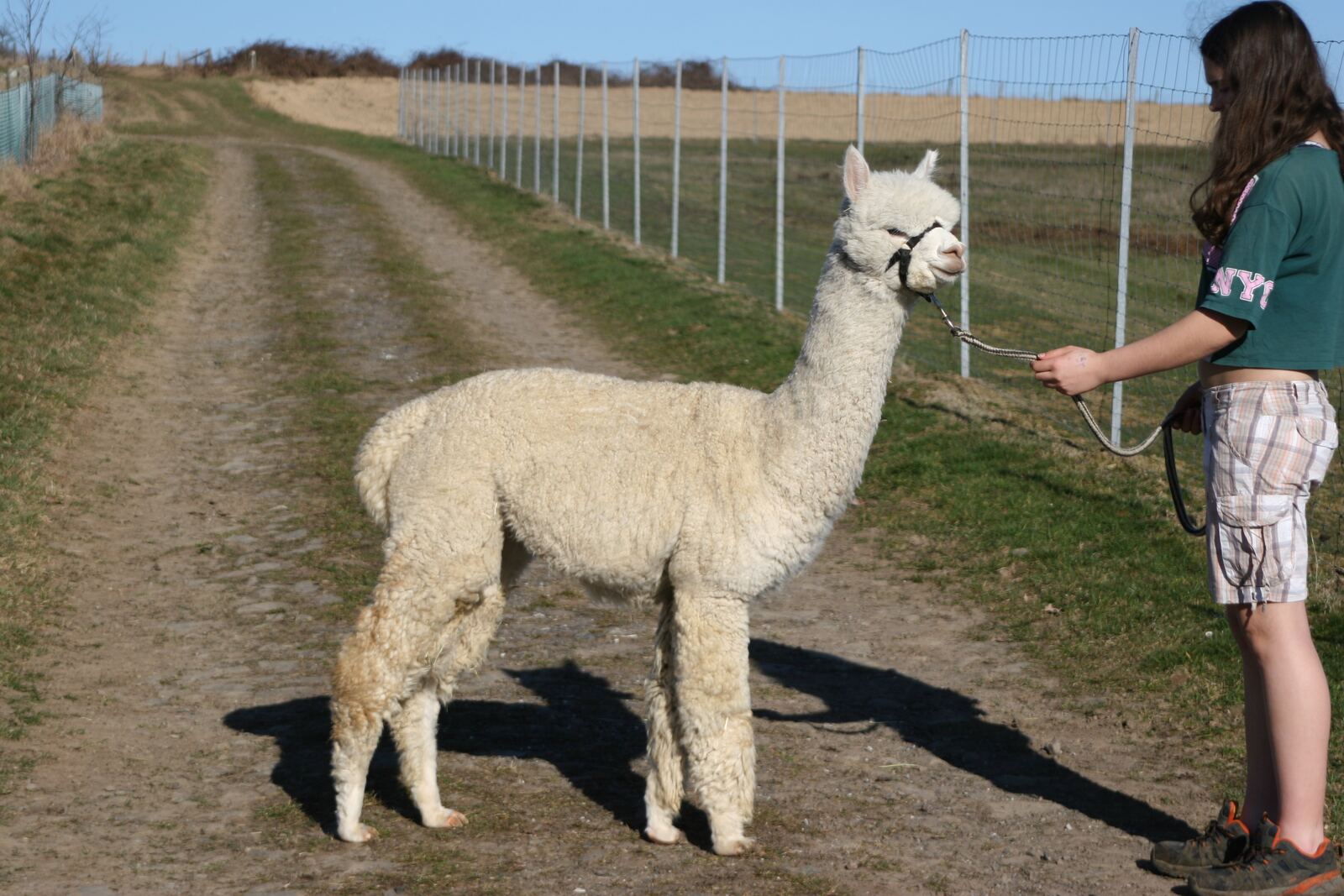 Ringwood Skywalker