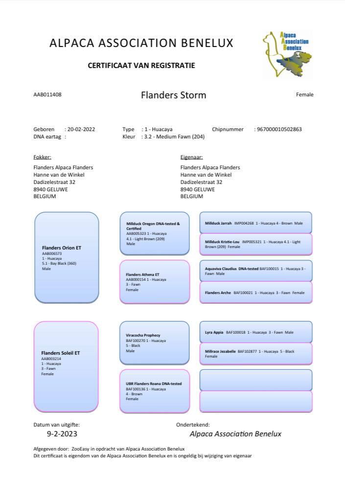 Storm – Stammbaum