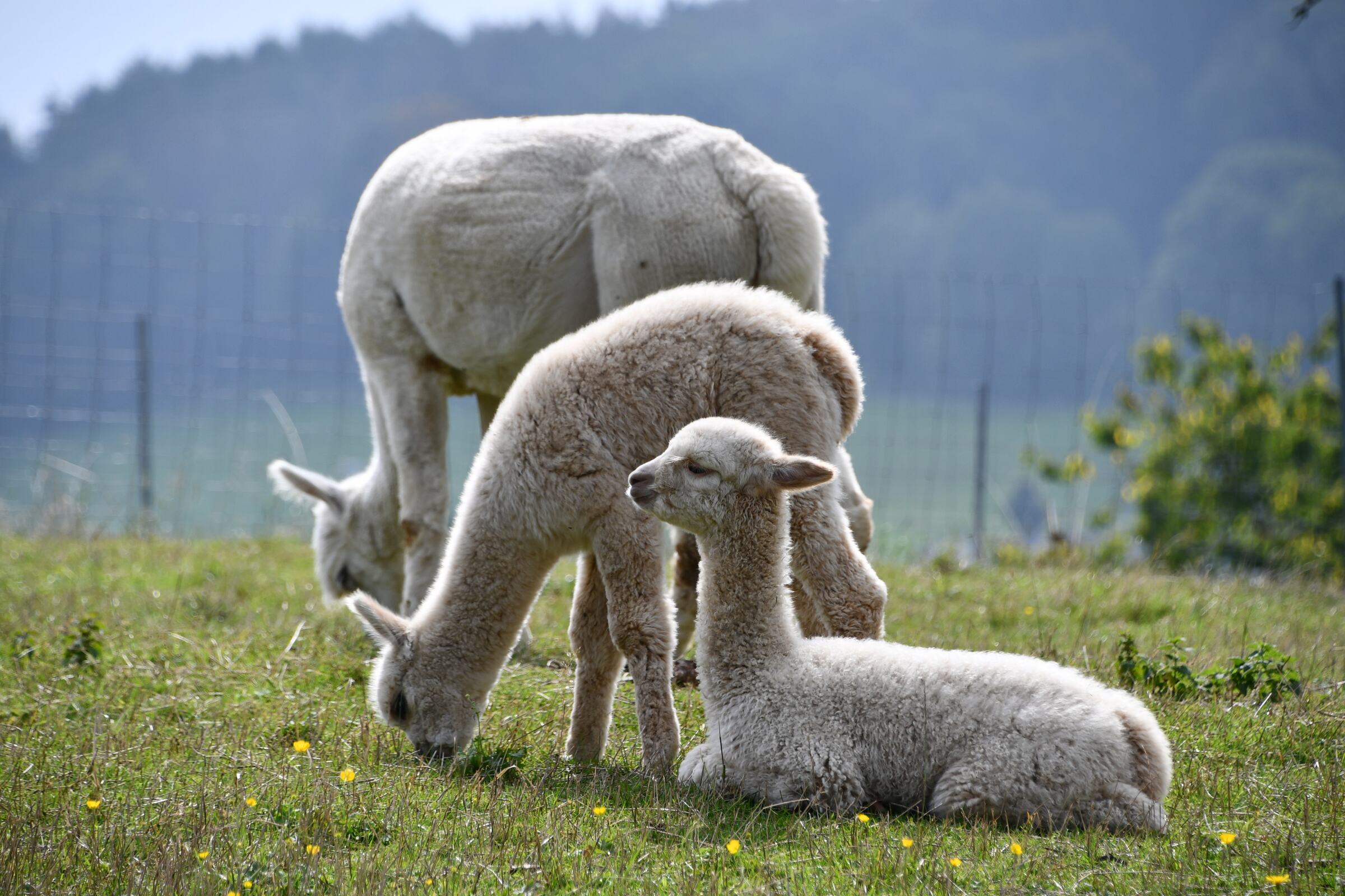 Weiße Alpakastute mit zwei Fohlen auf der Frühlingsweide, eines liegt im Gras