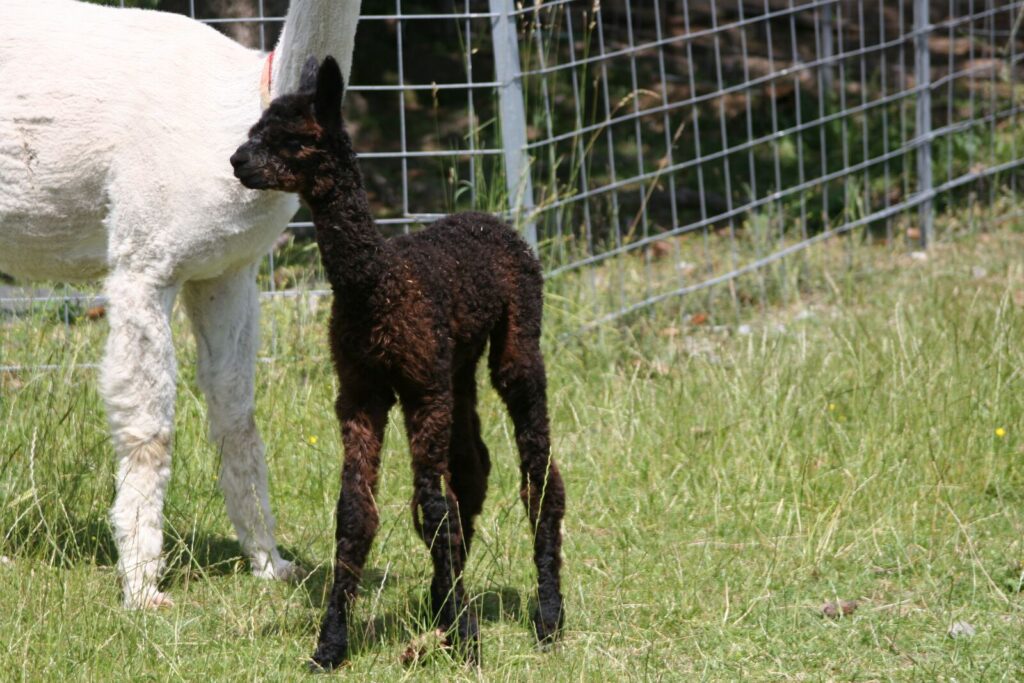TangoArgentino, Alpaka vom Alpakazuchthof Oberberg