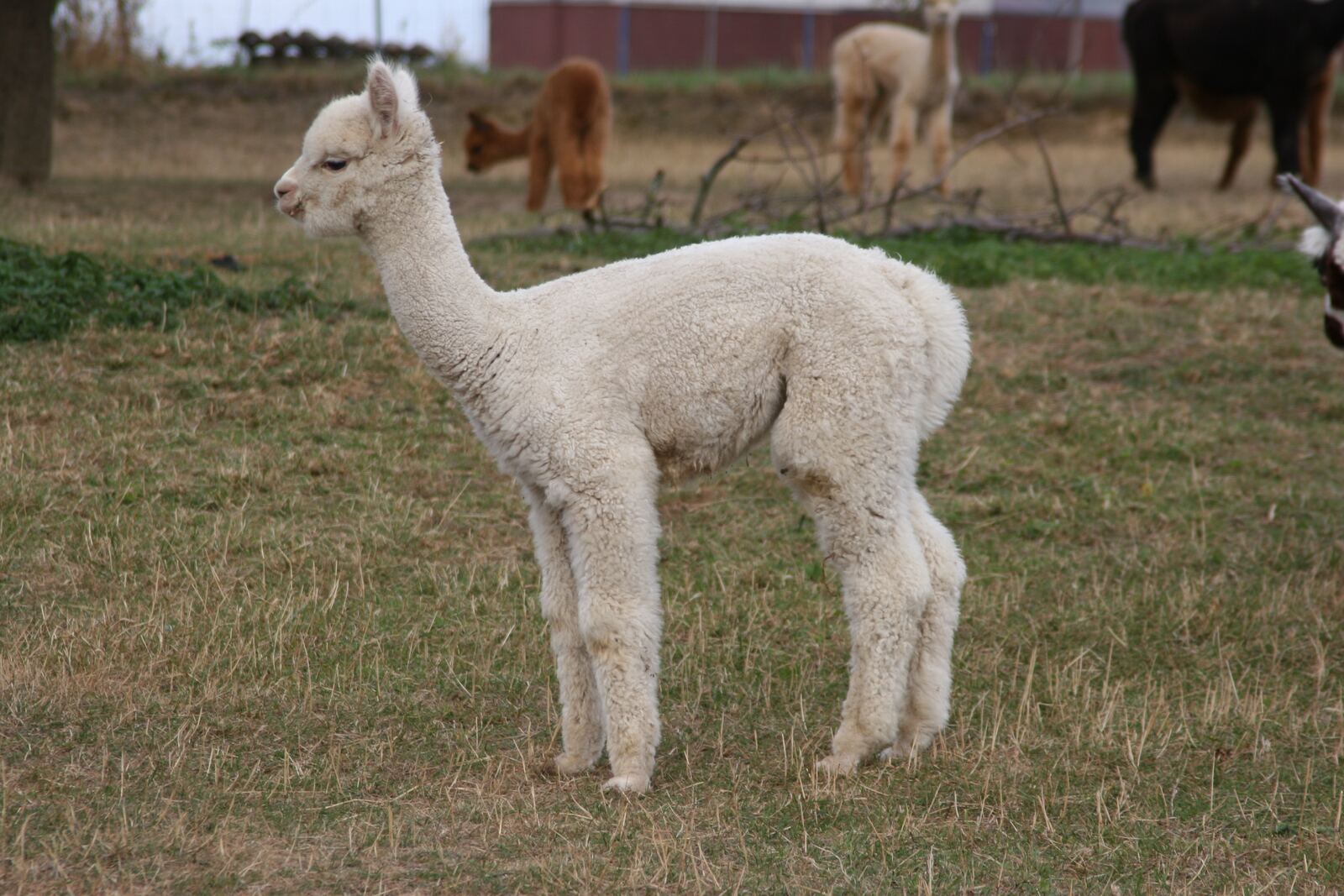 Titus´ Tennessee vom Oberberg
