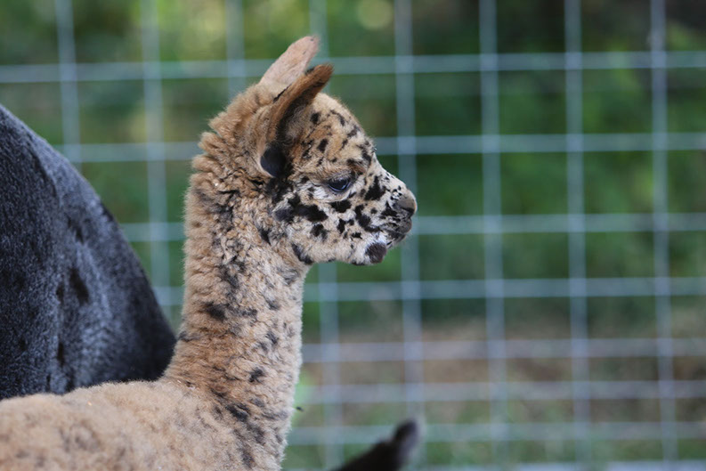Tiger Lilly, Alpaka von Ringwood Alpacas