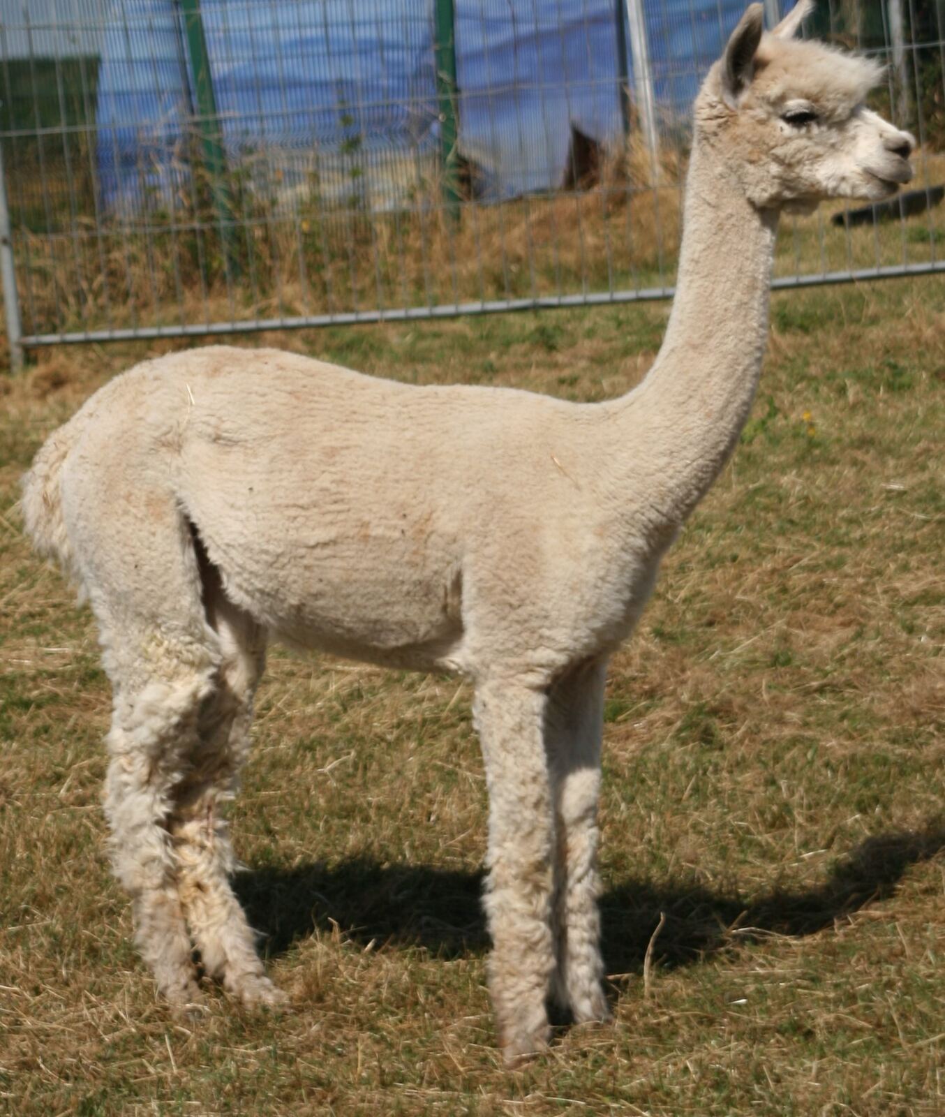 Tiny Paloma vom Oberberg