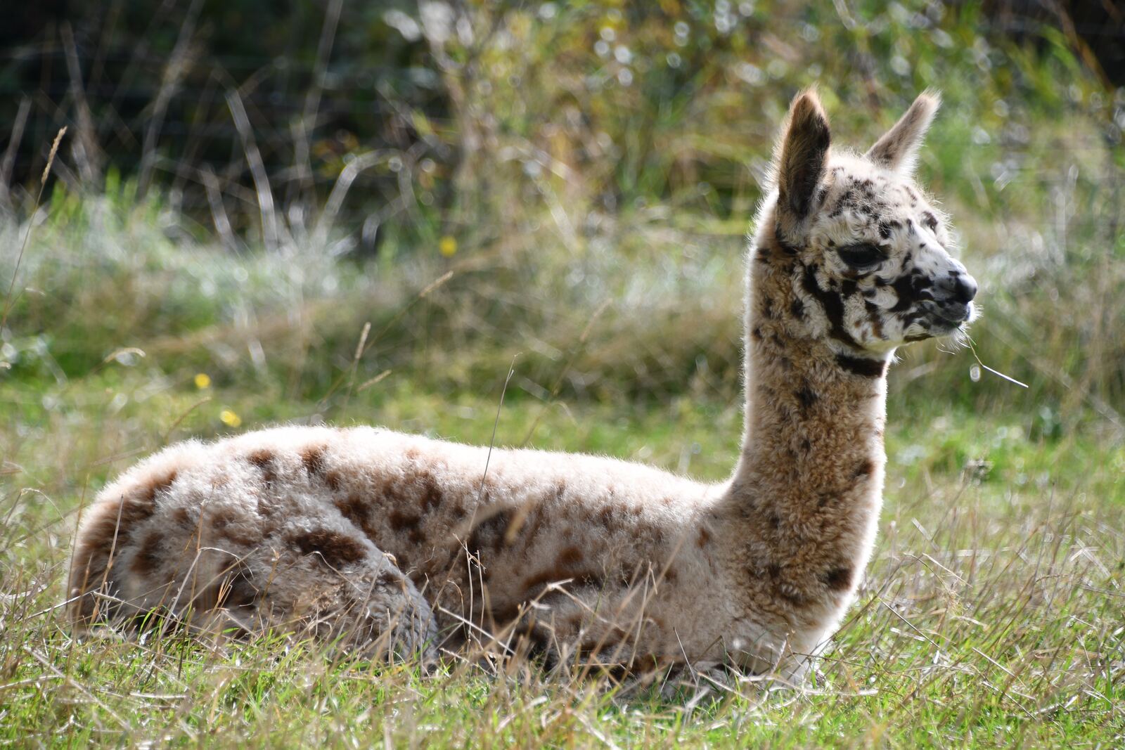 Appaloosa Twist vom Oberberg