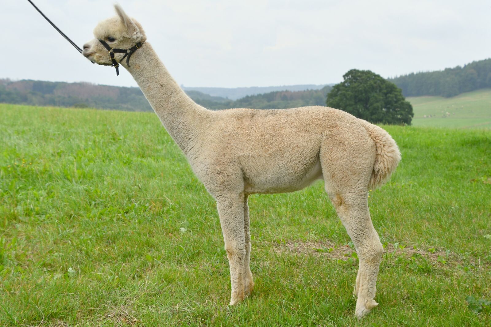 Ringwood Umberto