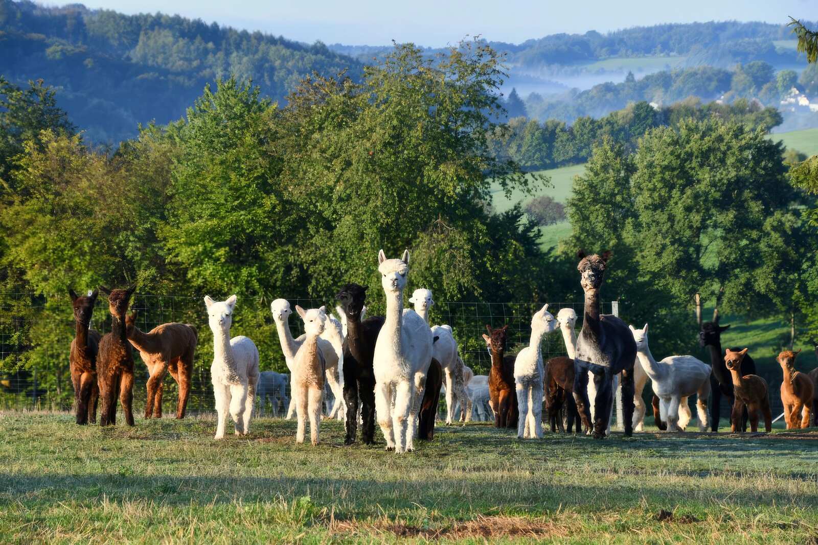 Alpakaherde auf der Weide vor den Hügeln des Oberbergischen